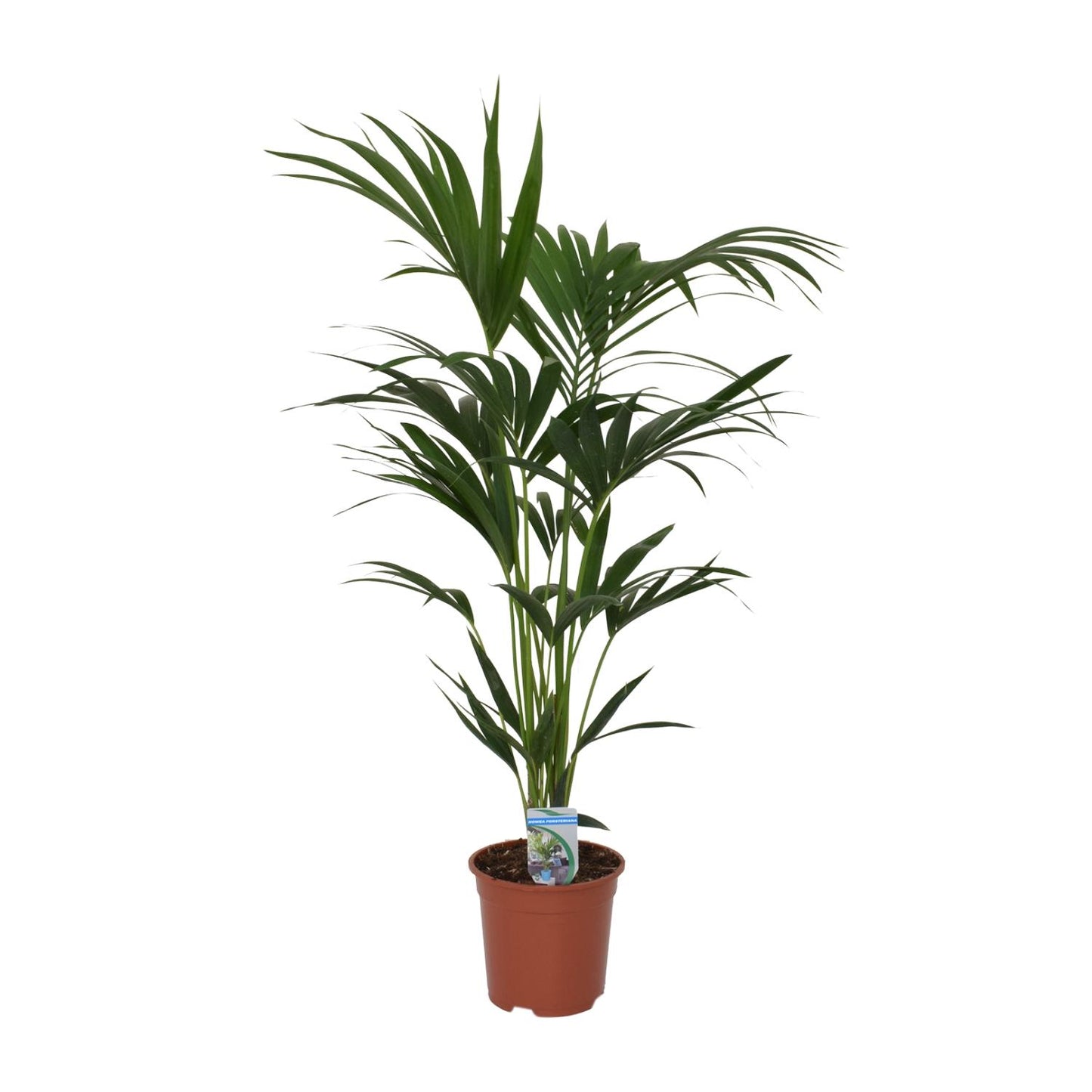 Howea Forsteriana - Ø21cm - ↕120cm - Pflanzfix24.de - Pflanzfix24.de
