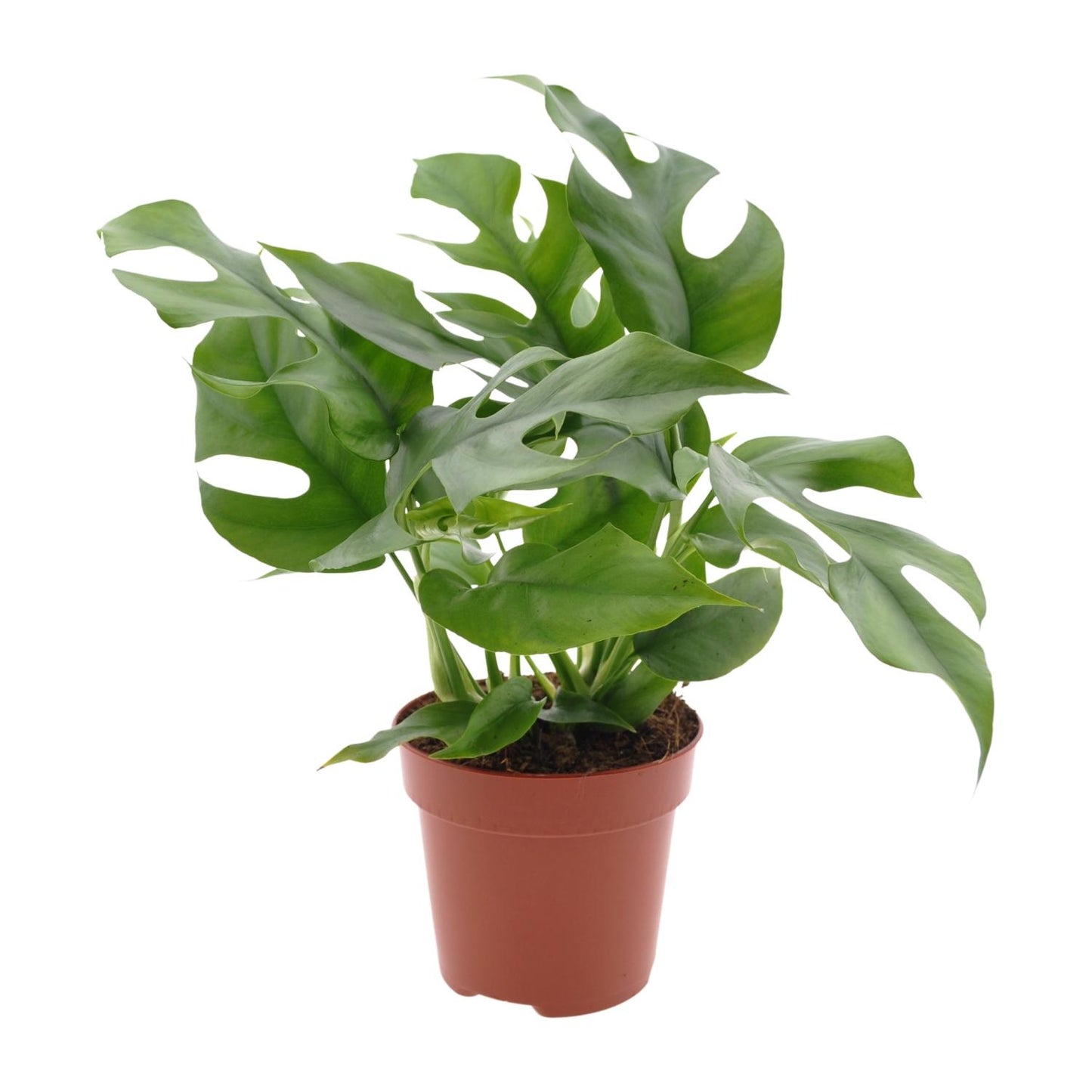 Monstera Minima Ø12cm – Schweizer Käse Pflanze | Pflanzfix24