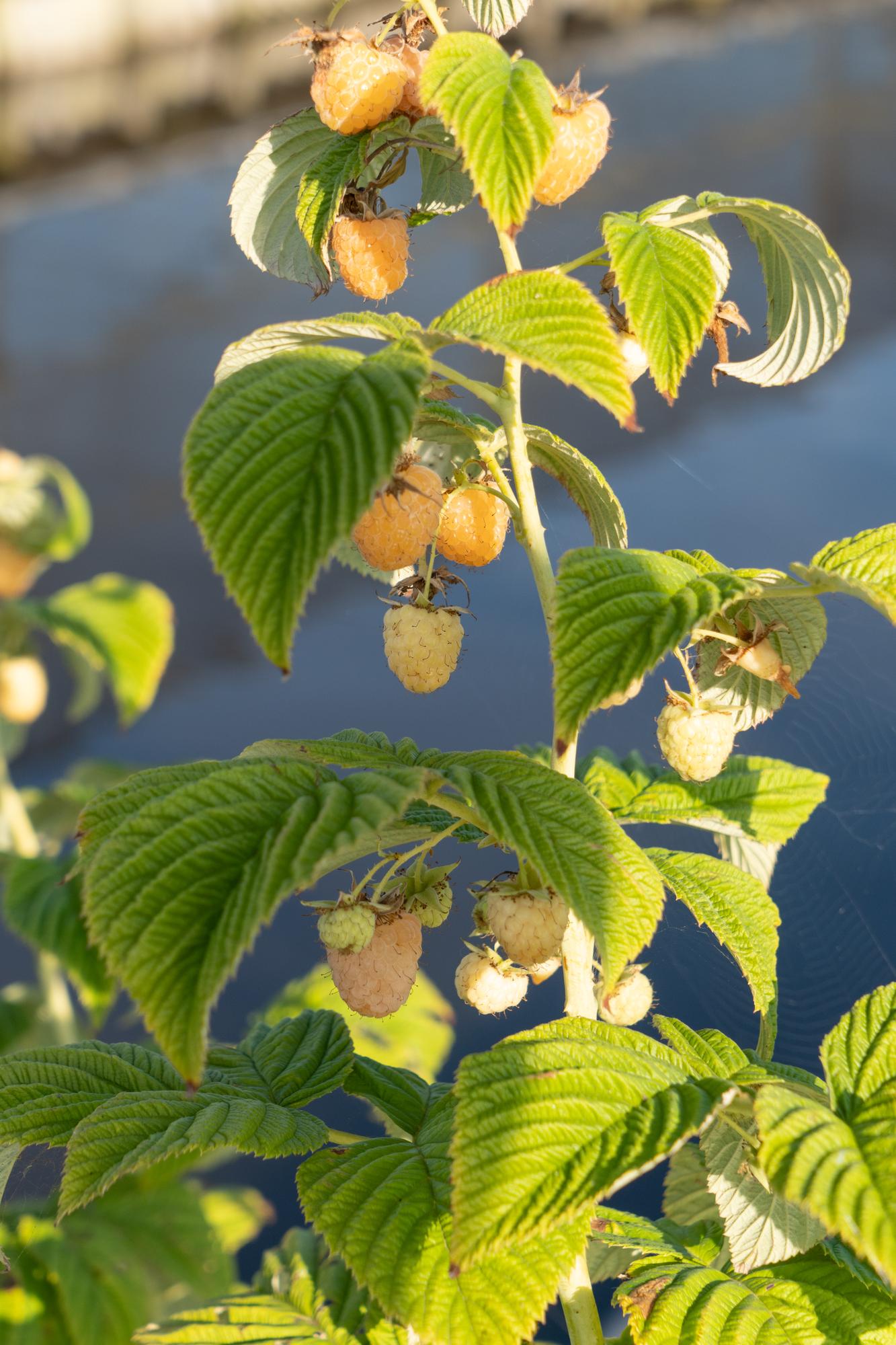 Rubus id. Twotimer 'Sugana Yellow' - Set of 3 - Pflanzfix24