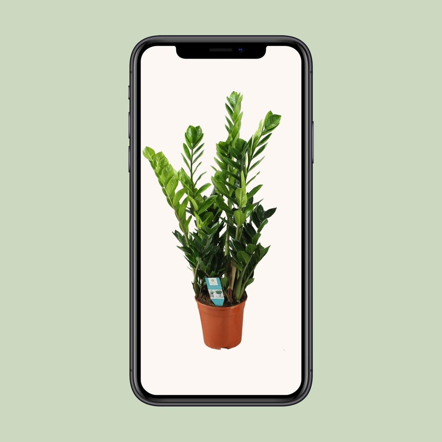 Zamioculcas Ø21cm, 100cm – Große luftreinigende Zimmerpflanze | Pflanzfix24