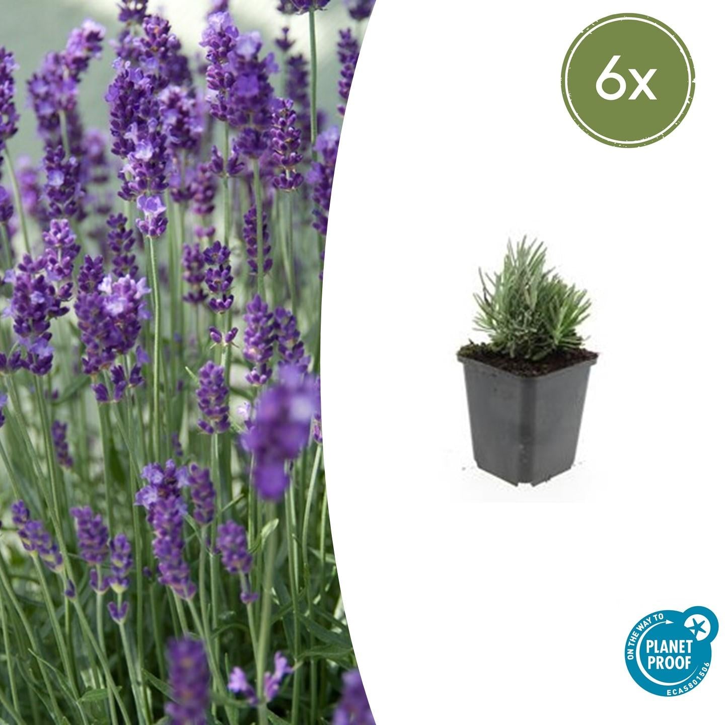 6x Lavandula ang. 'Dwarf Blue' - ↕10-25cm - Ø9cm - Pflanzfix24.de - Pflanzfix24.de