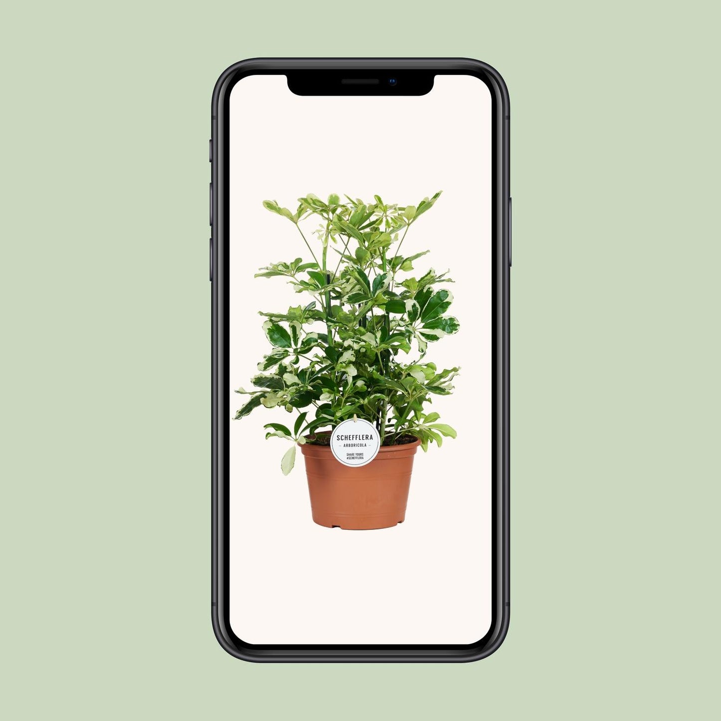 Schefflera Charlotte - Ø21cm - ↕55cm - Pflanzfix24