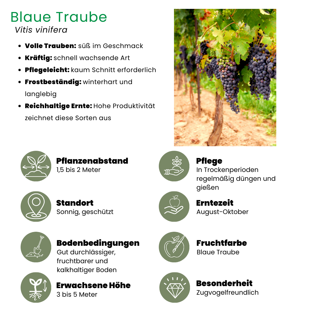 3 x Brombeerenpflanzen BIO - Ø 13 cm - ↨ 20 cm - Pflanzfix24