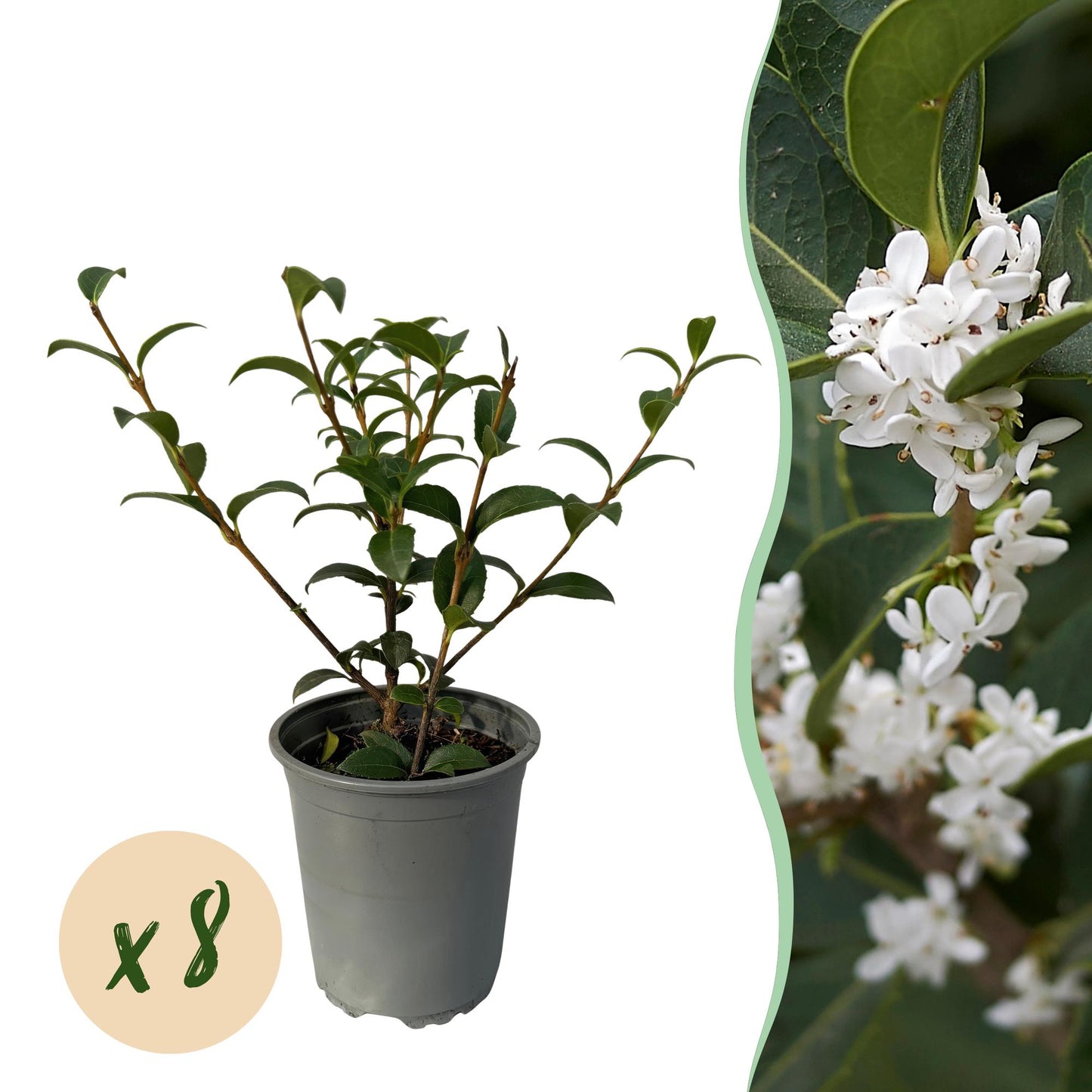 Pflanzfix24 - Osmanthus burkwoodii Heckenpflanzen - 8 Pflanzen - 1m - immergrün