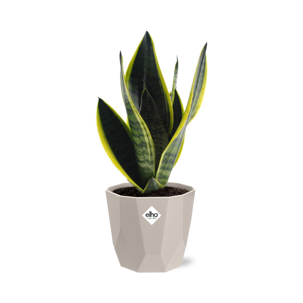 Sansevieria Futura Superba in ELHO b.for rock 14 cm warm grey - Pflanzfix24