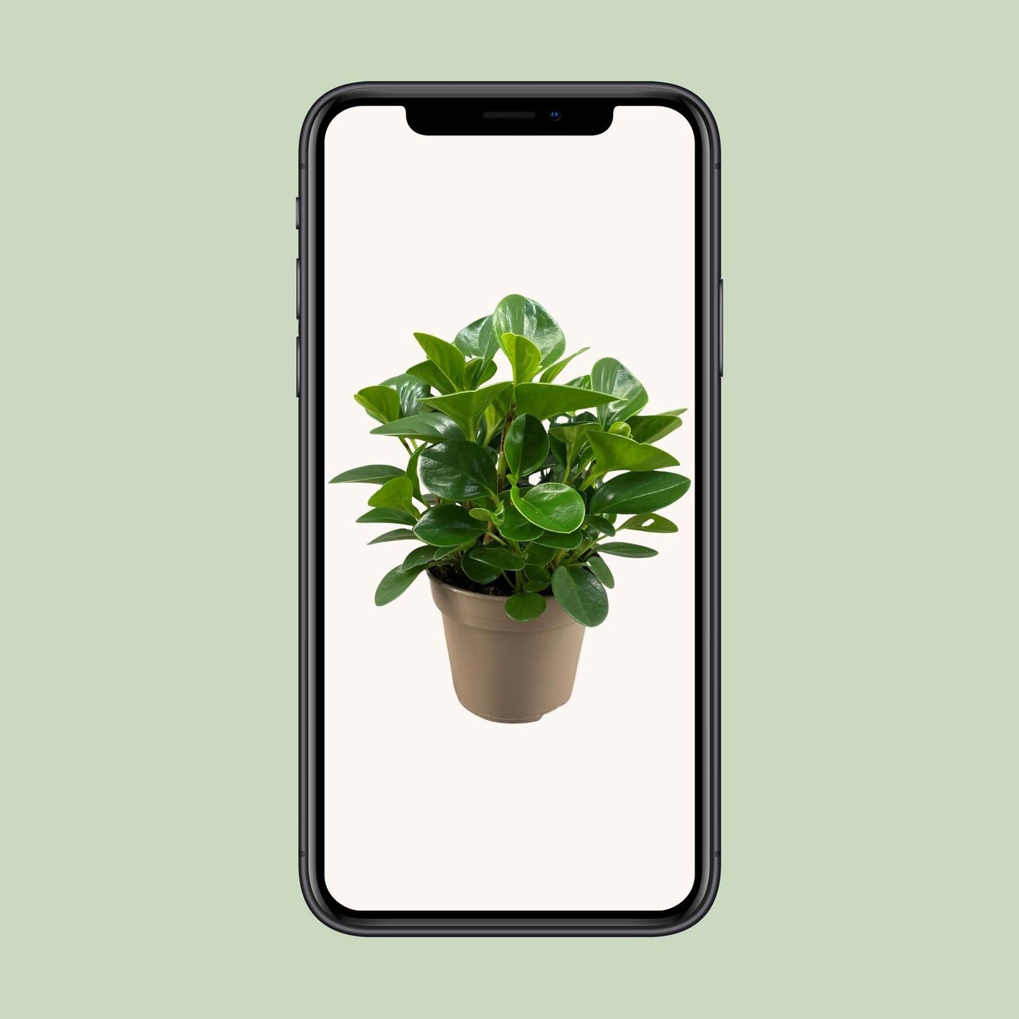 Peperomia Obtusifolia Green Gold - Ø15cm - ↕30cm - Pflanzfix24