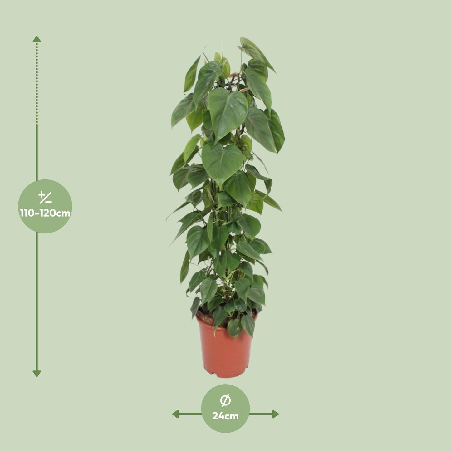 Philodendron Scandens 120cm Ø24cm – Große Zimmerpflanze | Pflanzfix24.de - Pflanzfix24.de