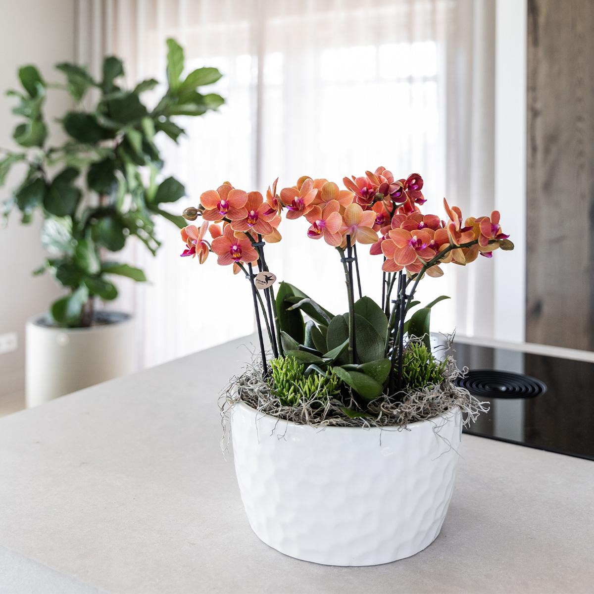 Orangenes Orchideen-Pflanzenset mit Wasserreservoir | Pflanzfix24.de - Pflanzfix24.de