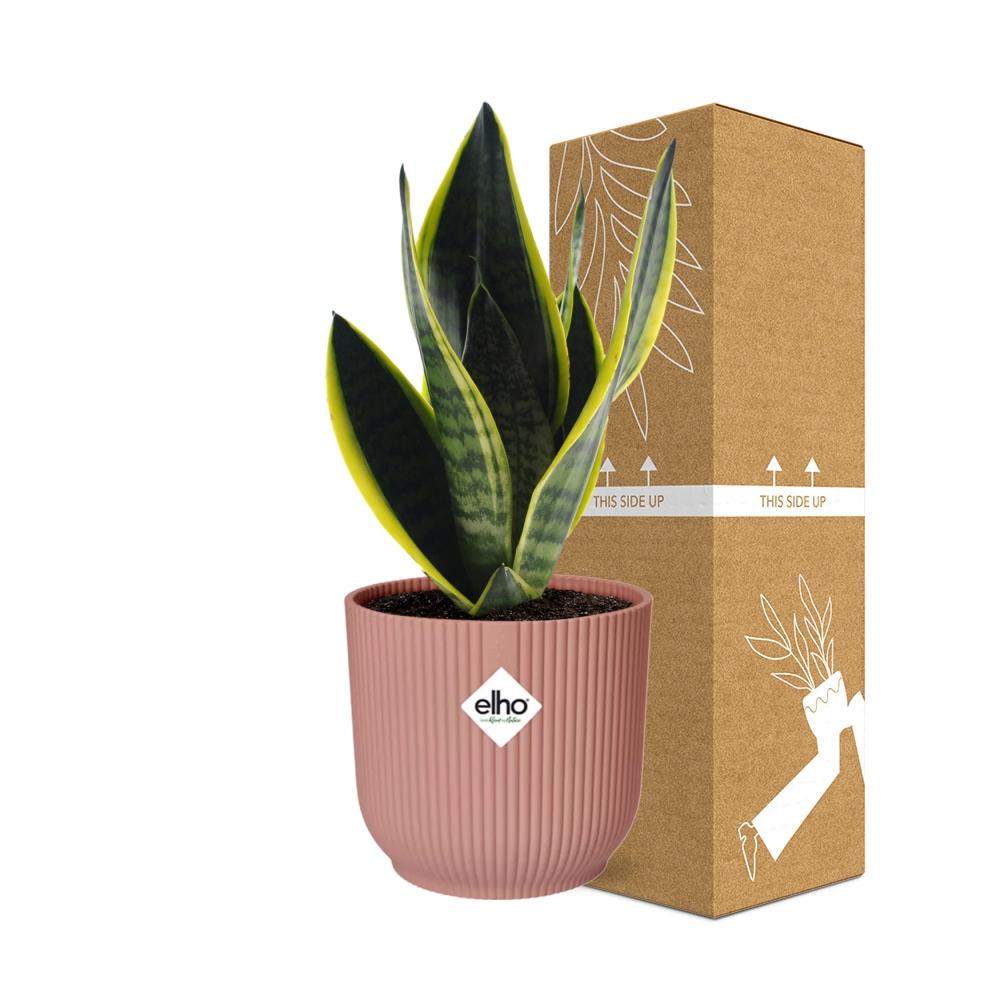 Sansevieria Futura Superba rosa 14cm – Schwiegermutterzunge | Pflanzfix24