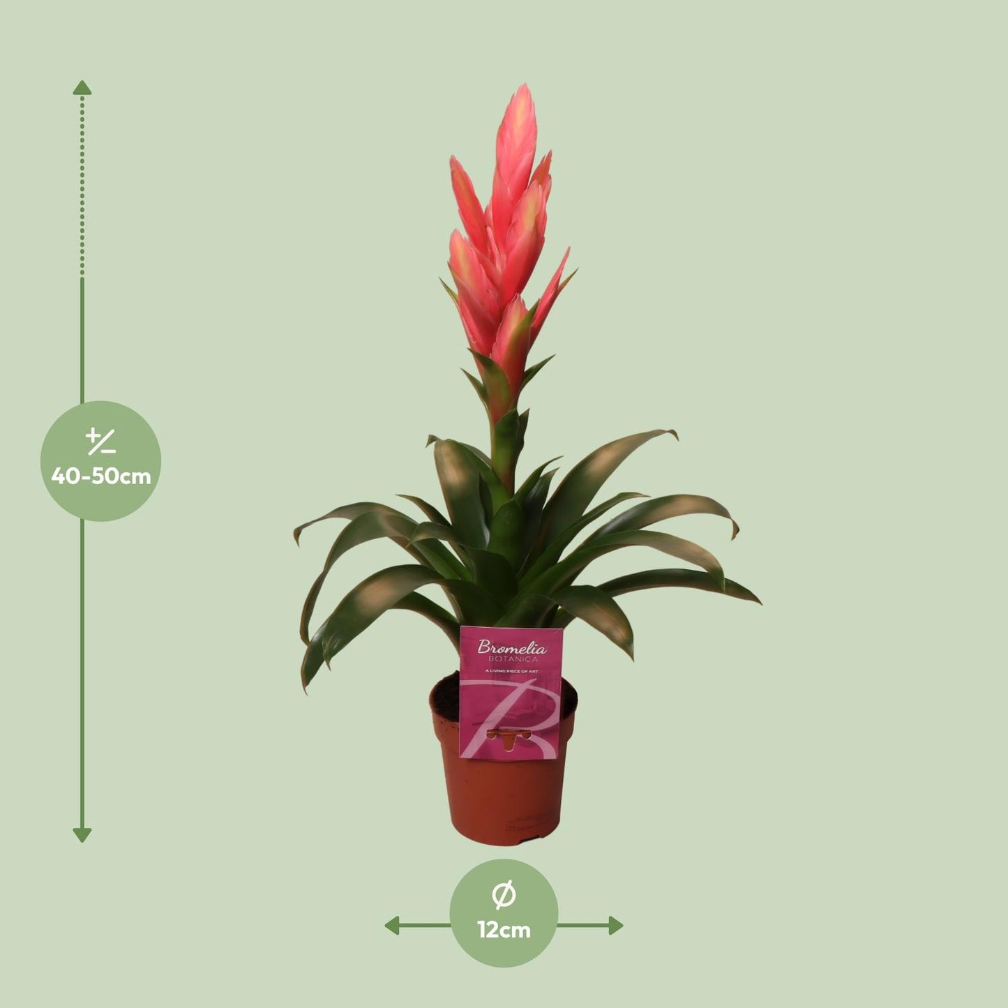 Tillandsia Ziva - Ø12cm - ↕50cm bei Pflanzfix24