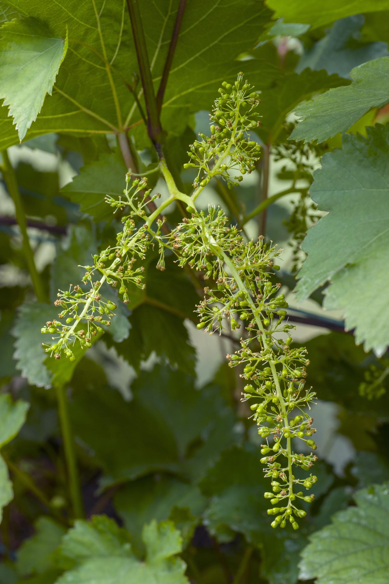Vitis Johanniter Weißweintraube – Bio Rebe von Pflanzfix24.de - Pflanzfix24.de