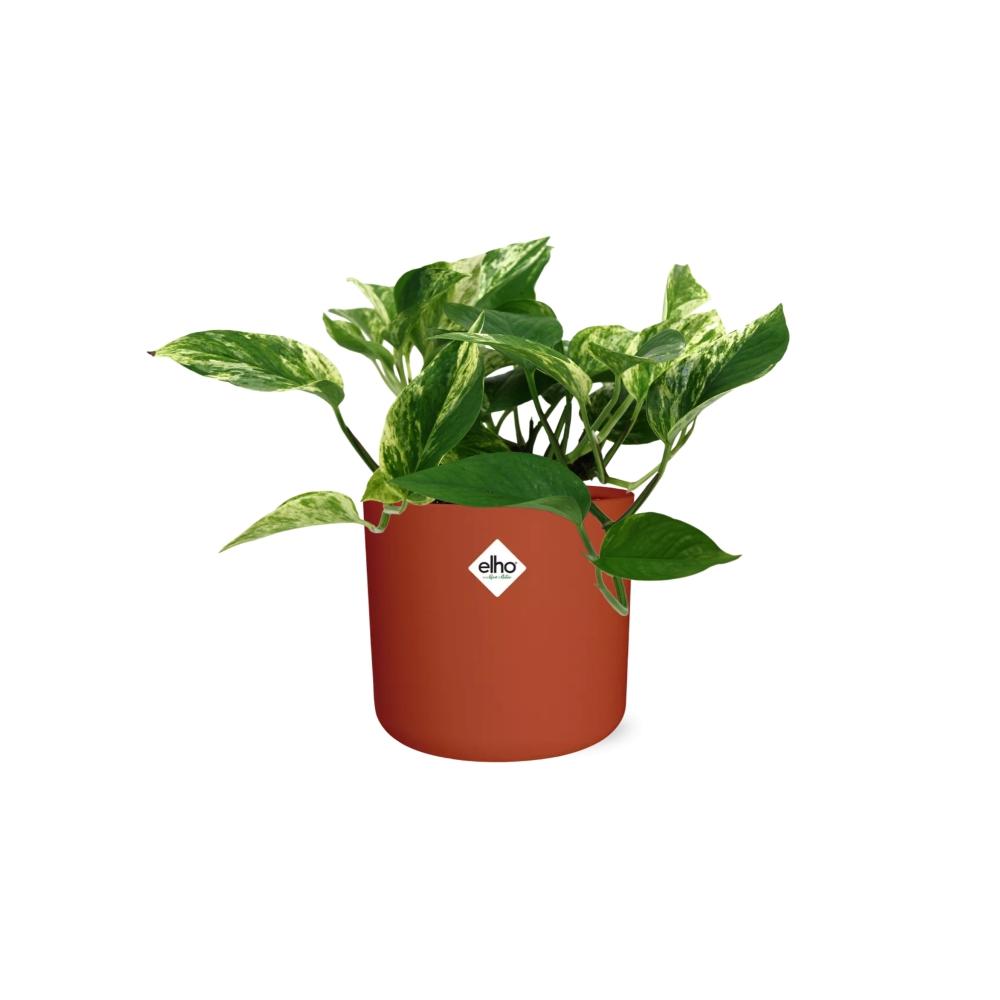 Scindapsus Marble Queen in ELHO b.for soft rond 14cm brique - Pflanzfix24