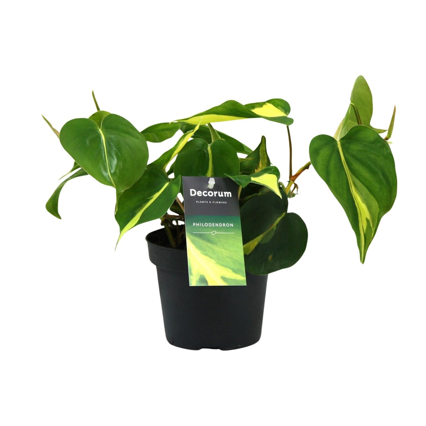 Philodendron Brasil Scandens Ø12cm – Pflegeleichte Zimmerpflanze | Pflanzfix24.de - Pflanzfix24.de