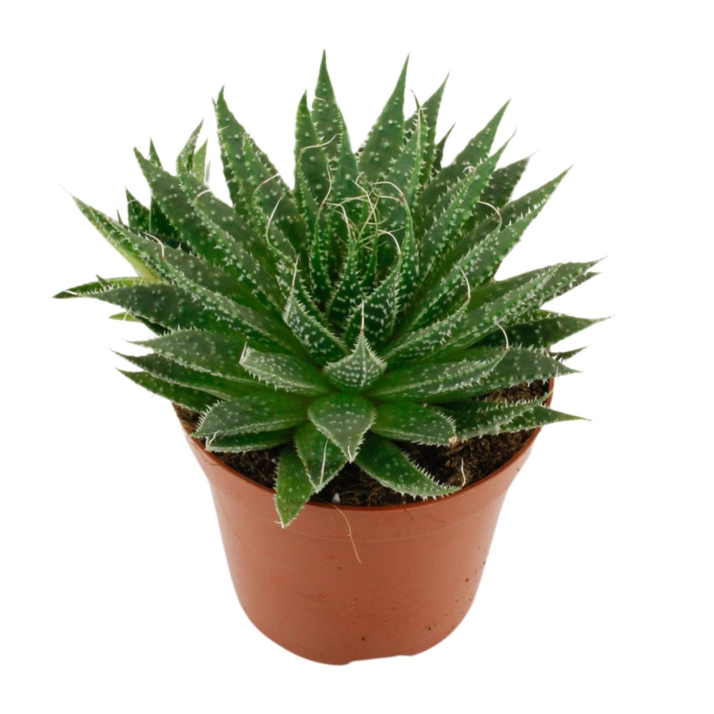Aloë Aristata - Ø12cm - ↕20cm - Pflanzfix24