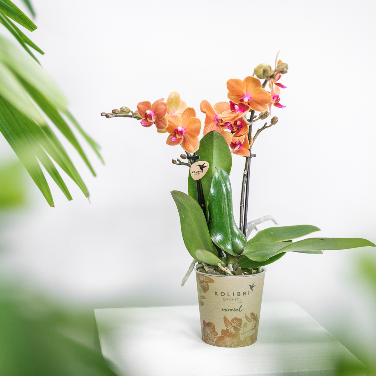 4er Set Phalaenopsis Bozen Orange – Combi Deal Ø9cm | Pflanzfix24.de - Pflanzfix24.de