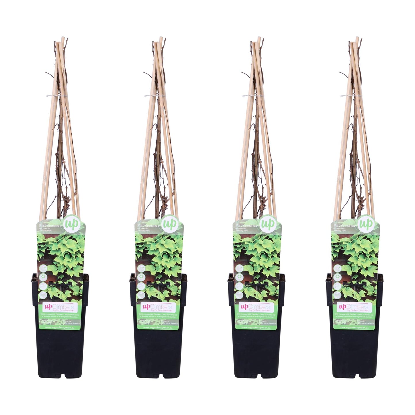 4x - Parthenocissus tricuspidata 'Veitch Boskoop' - Pflanzfix24