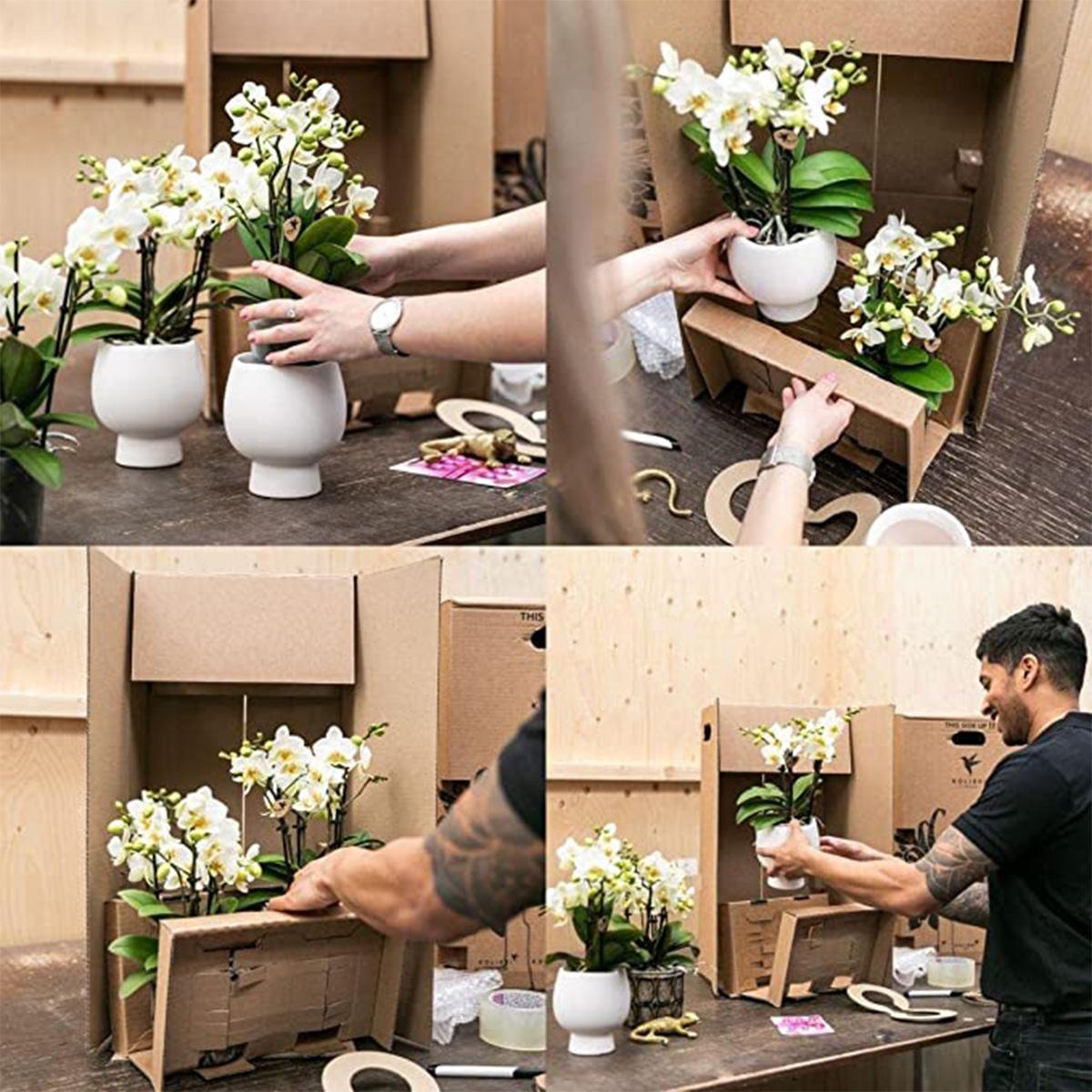 Kolibri Orchideen Amabilis Set Weiß Baumwollkorb mit Wassertank – Pflanzfix24.de - Pflanzfix24.de