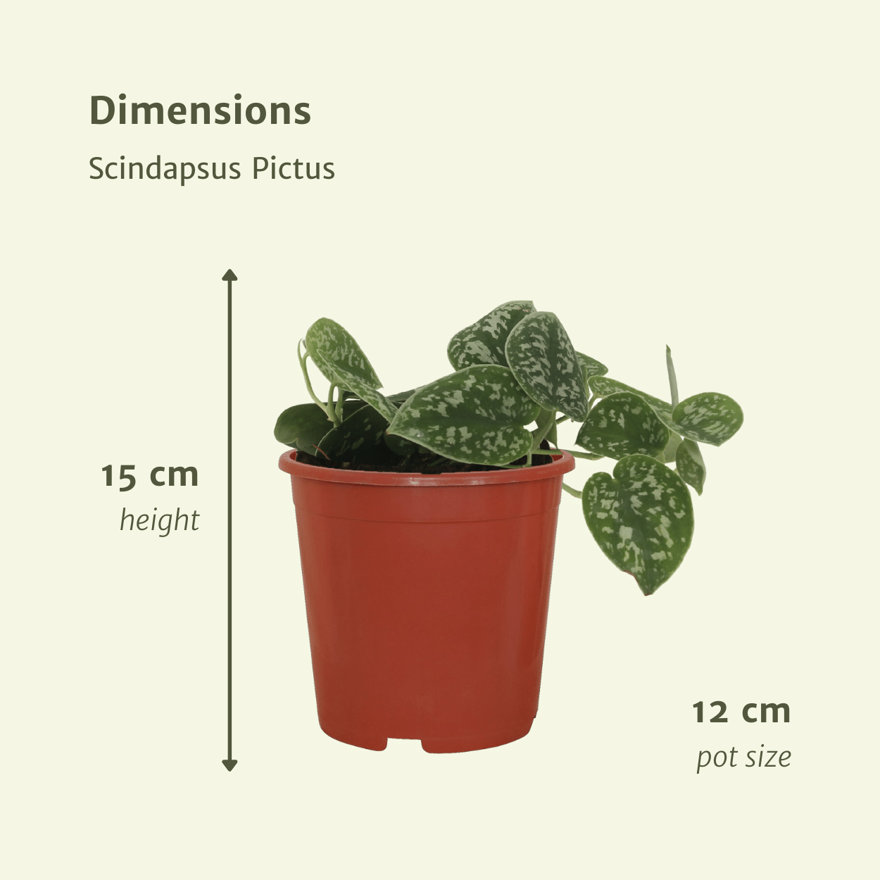 2x Scindapsus Pictus - Epipremnum - 15cm - ø12 - Pflanzfix24.de - Pflanzfix24.de