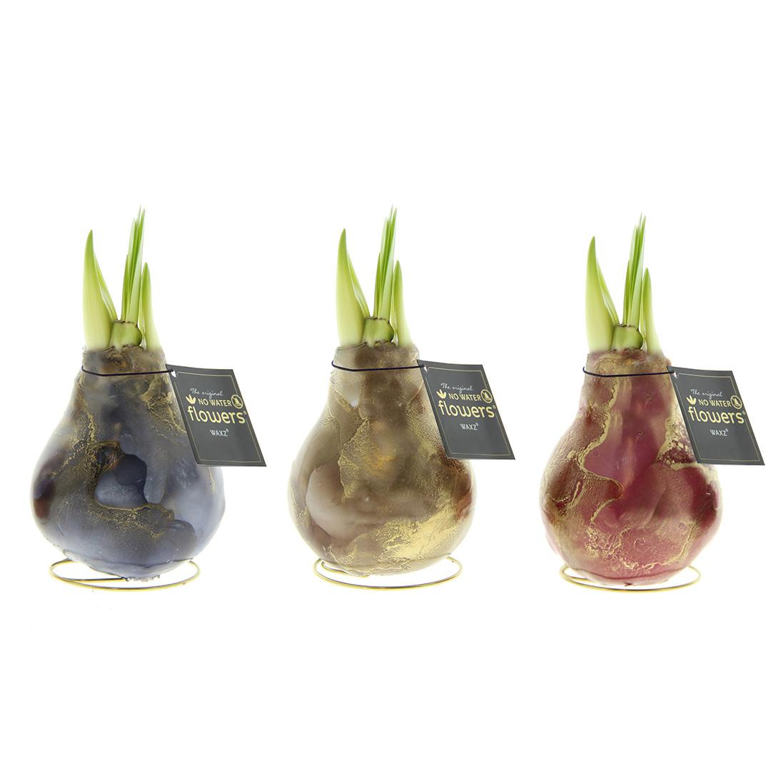 No Water Flowers® (wax amaryllis) | Univerz Jupiter Mix (3 pack) + Red flower - Pflanzfix24