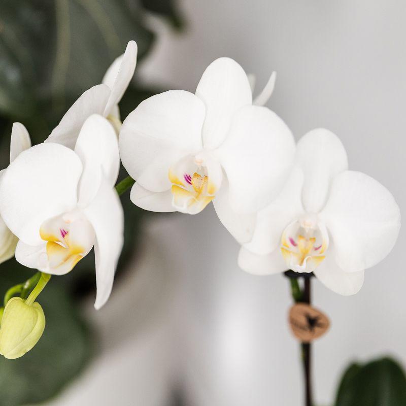 Pflanzfix24 - Pflanzenset Fish Türkis | Orchidee Amabilis & Sukkulente Crassula Hobbit