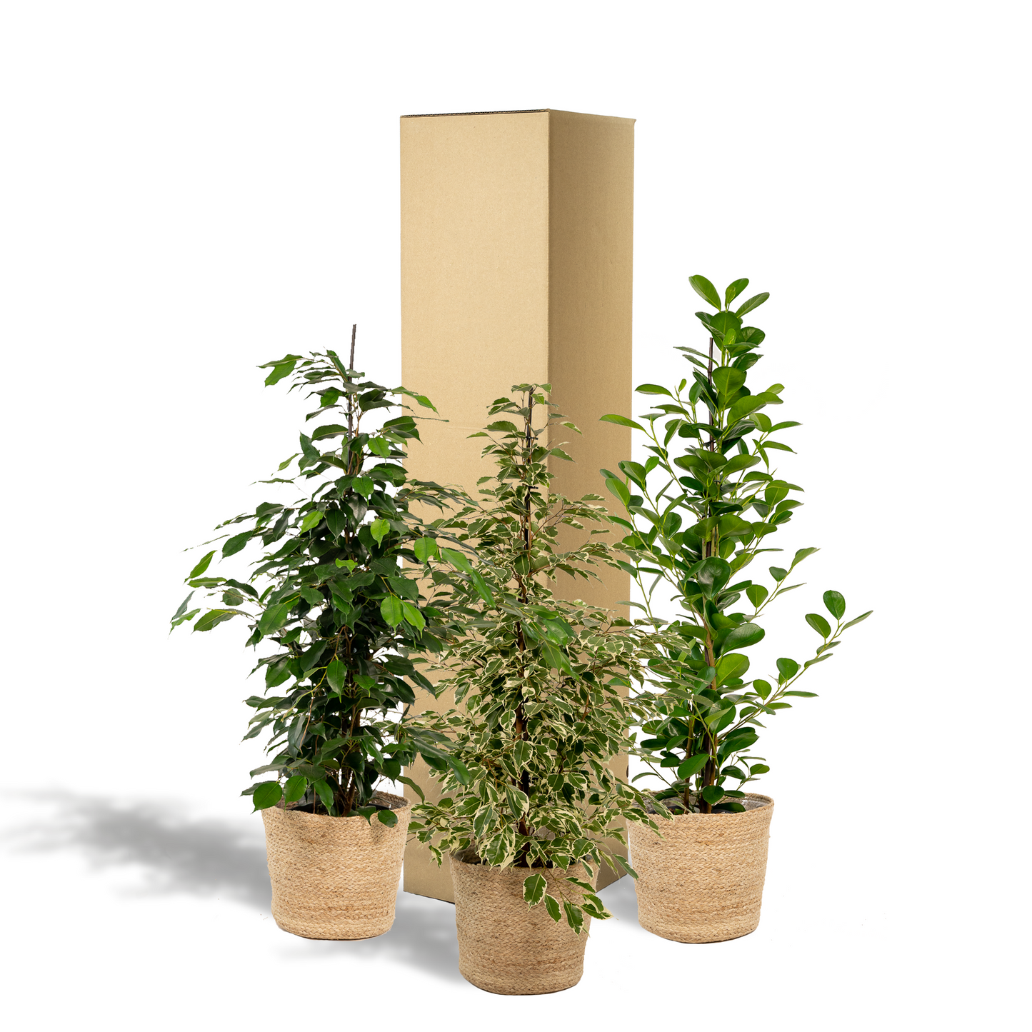 Ficus Zimmerpflanzen-Set - Ø21cm - ↕95cm + Korb Selin - Pflanzfix24
