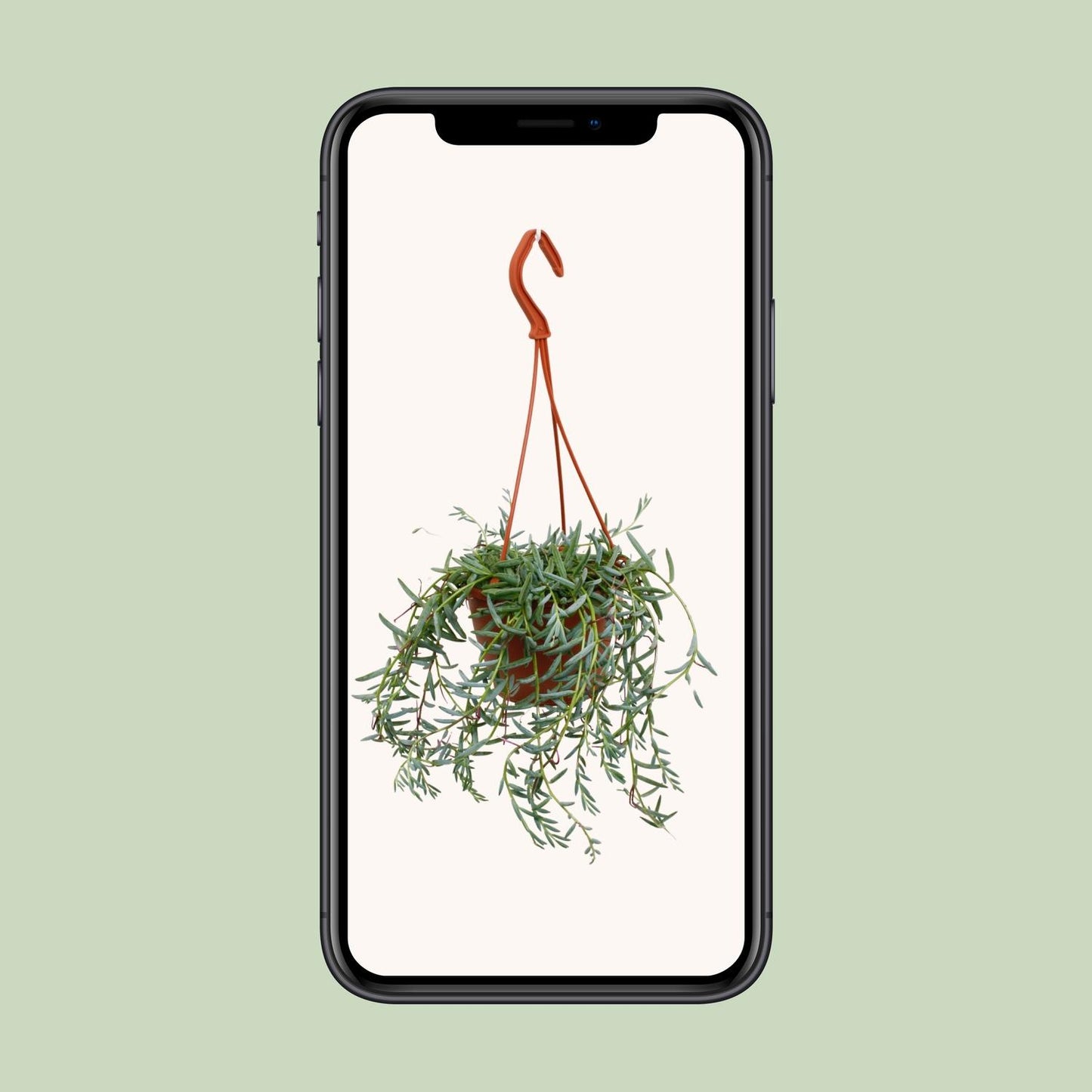 Senecio Hallianus - Ø12cm - ↕25cm - Pflanzfix24