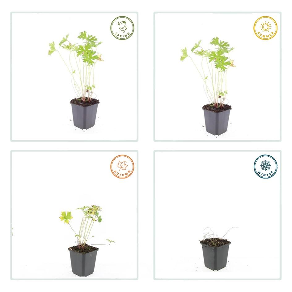 12x Geranium 'Johnson's Blue' - ↕10-25cm - Ø9cm bei Pflanzfix24
