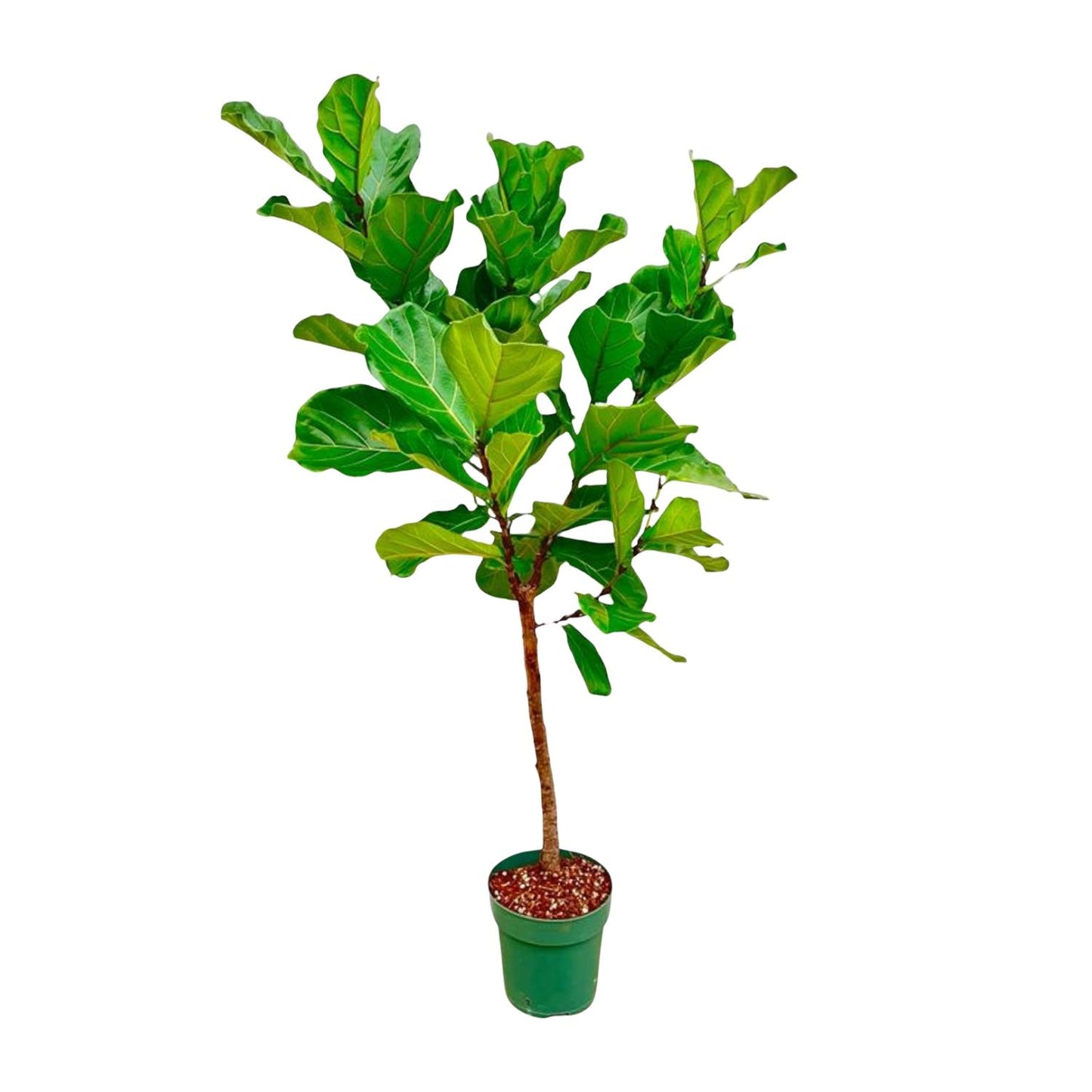 Ficus Lyrata-Stamm - 170 cm - ⌀30 - Pflanzfix24