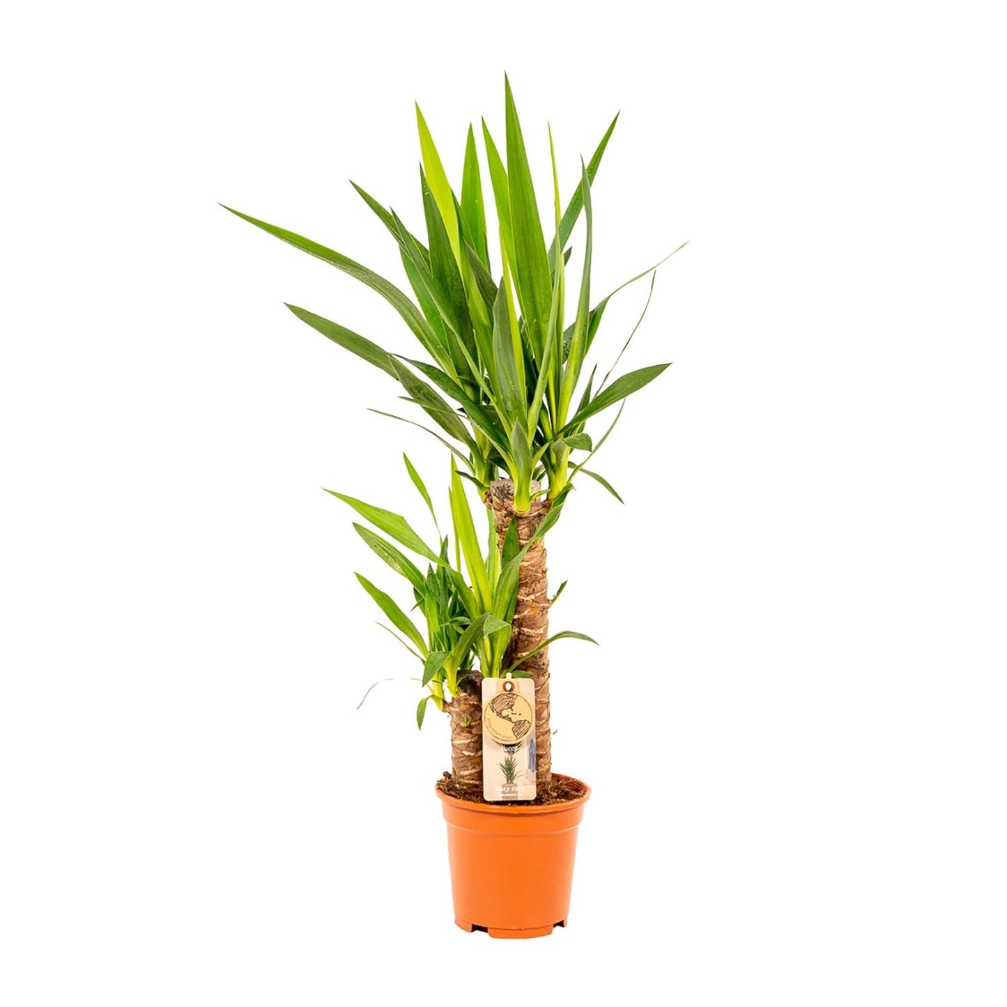 Yucca 90 cm – Ø17 cm – Pflanzfix24.de - Pflanzfix24.de