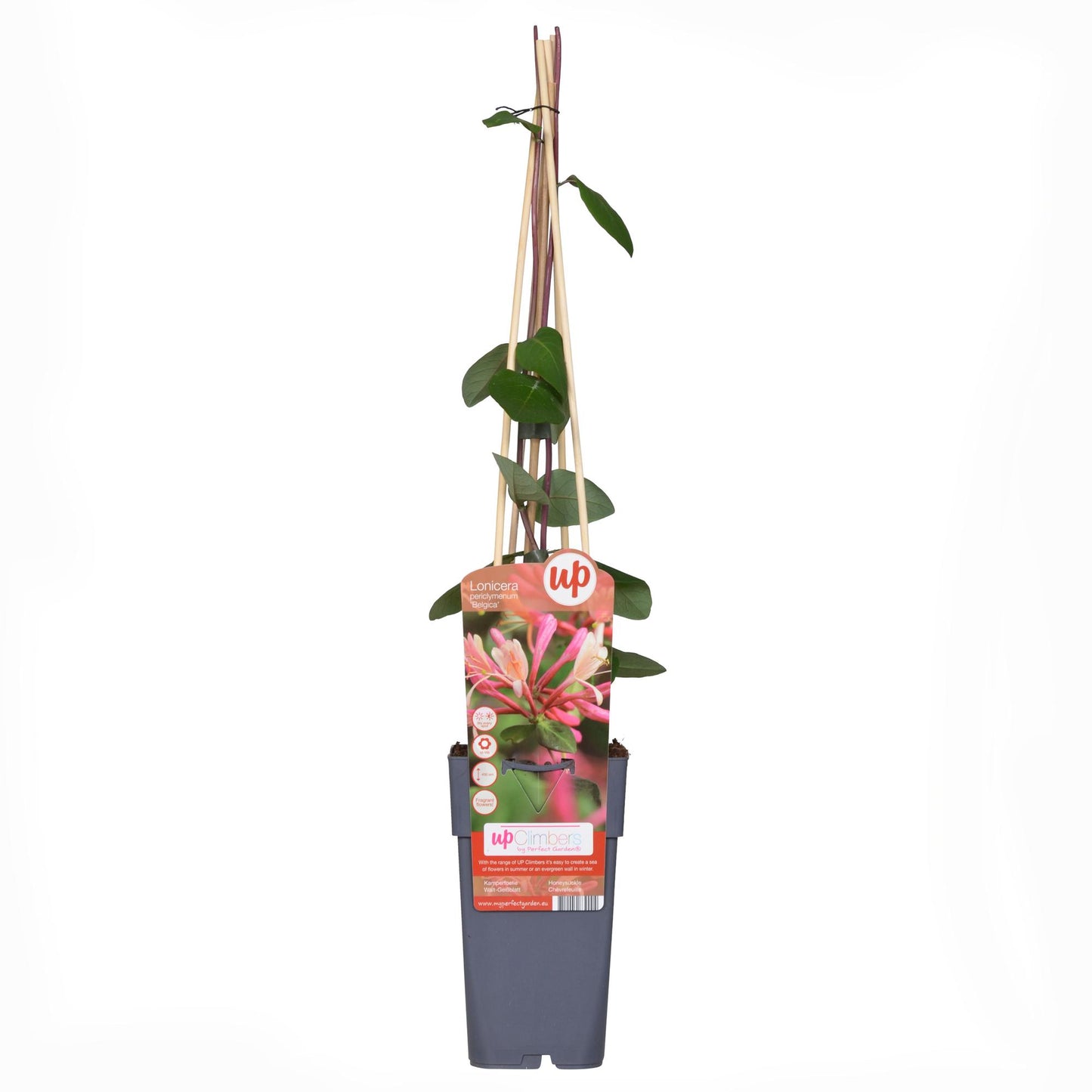 3x - Lonicera periclymenum 'Belgica' - ↨65cm - Ø15 - Pflanzfix24