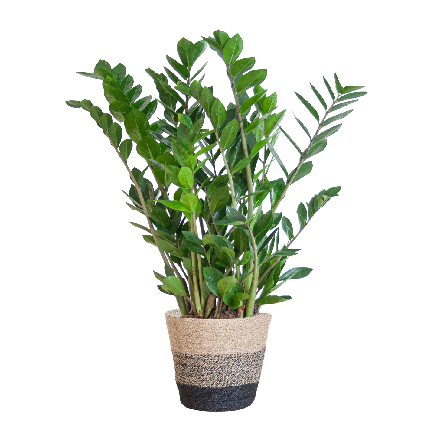 Zamioculcas mit Jutekorb Lissabon Schwarz – 80cm – Pflanzfix24.de - Pflanzfix24.de