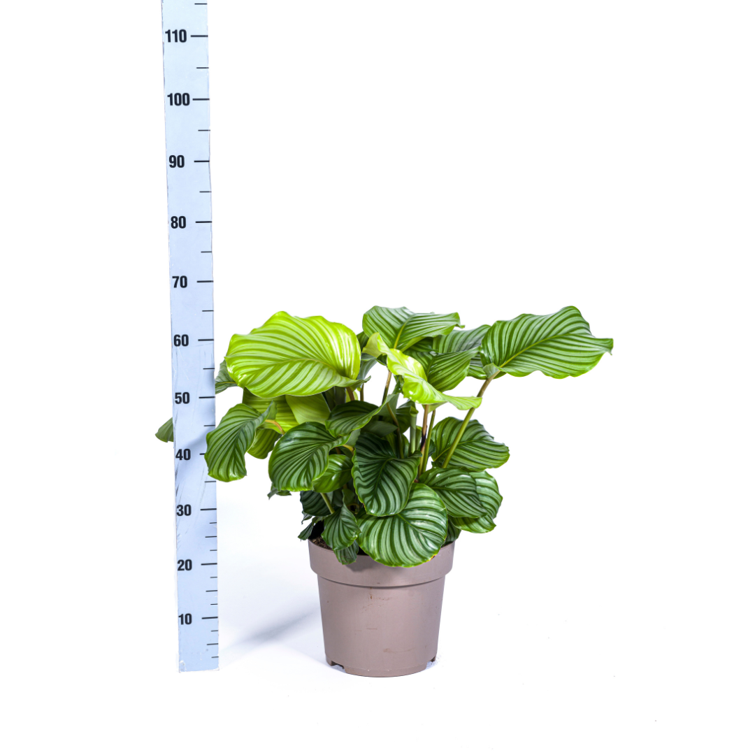 Calathea Orbifolia Ø27cm - ↕70 - 90cm - Pflanzfix24.de - Pflanzfix24.de