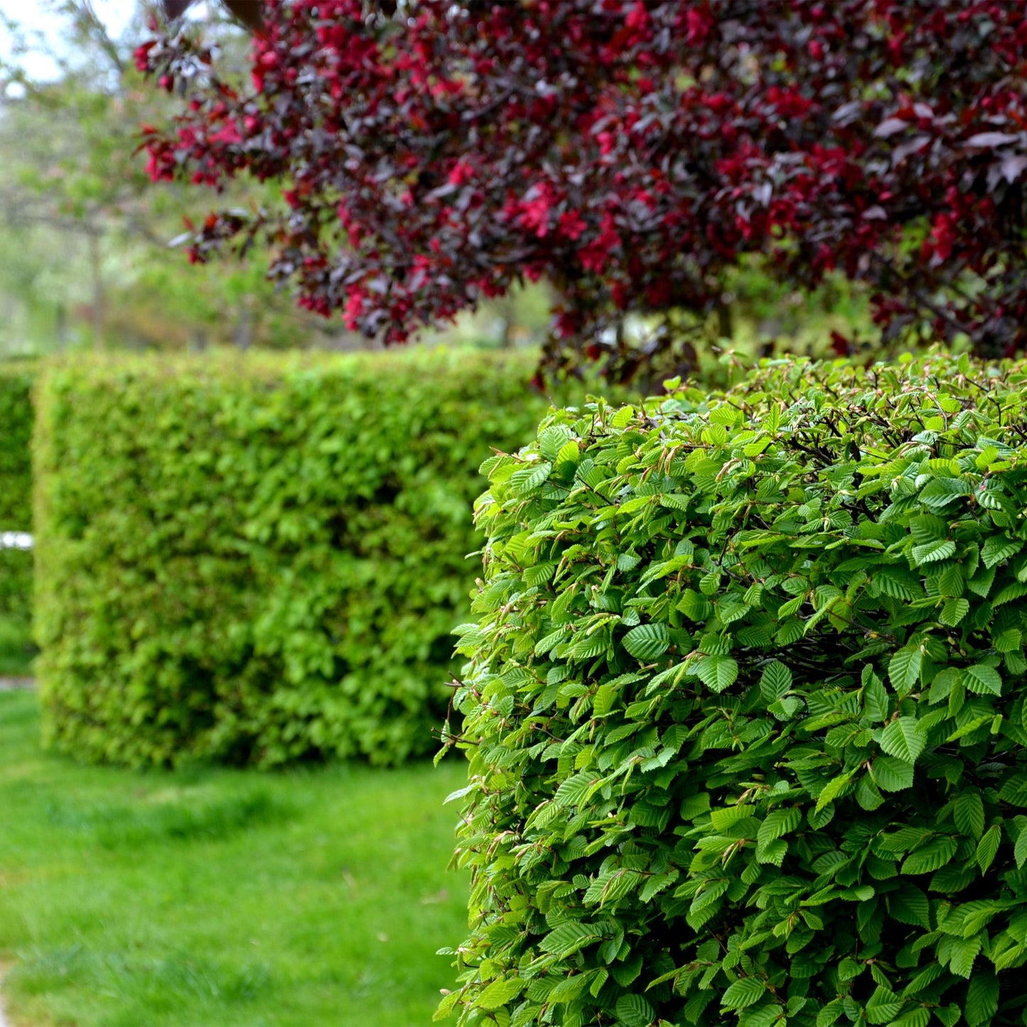 Pflanzfix24.de - Carpinus betulus Heckenpflanzen - 6 Pflanzen - 1 laufender Meter - Pflanzfix24.de