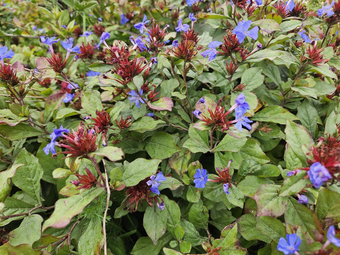 20x Ceratostigma plumbaginoides Bodendecker | Pflanzfix24.de - Pflanzfix24.de