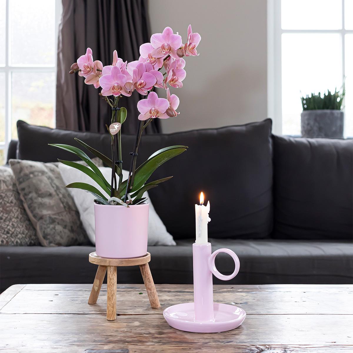 pflanzfix24 | Simplicity Topf - Rose - 9cm