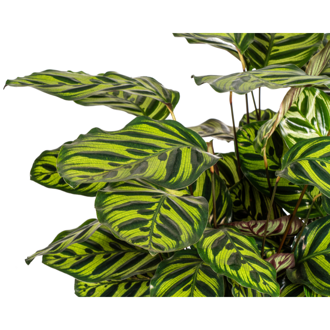 Calathea Makoyana Ø27cm - ↕60 - 80cm - Pflanzfix24.de - Pflanzfix24.de