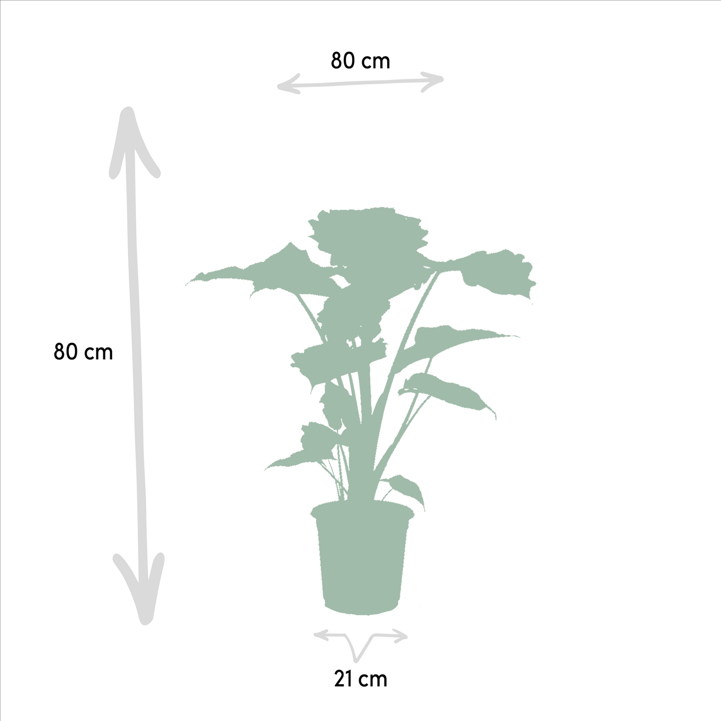 Alocasia Wentii + Portodora - Set - 2 Zimmerpflanzen - Pflanzfix24