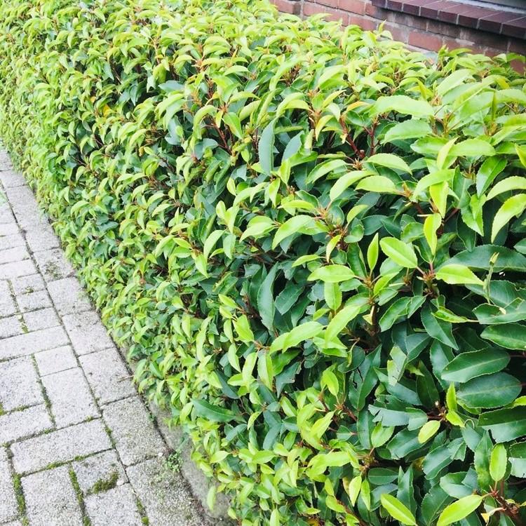 Pflanzfix24.de - Prunus lusitanica Angustifolia - 6 Pflanzen - 1m - immergrün - Pflanzfix24.de