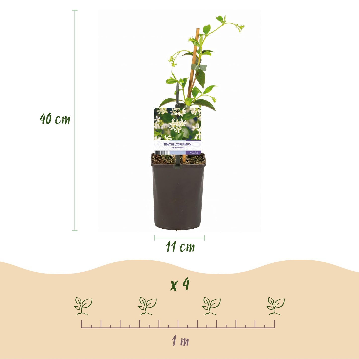Pflanzfix24.de - Toskanischer Jasmin - Trachelospermum jasminoides - Immergrün - 2 Pflanzen - Pflanzfix24.de