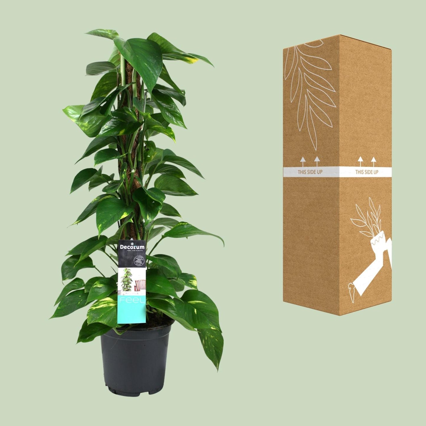 Scindapsus Epipremnum 19cm – Mittelgroße Zimmerpflanze | Pflanzfix24.de - Pflanzfix24.de