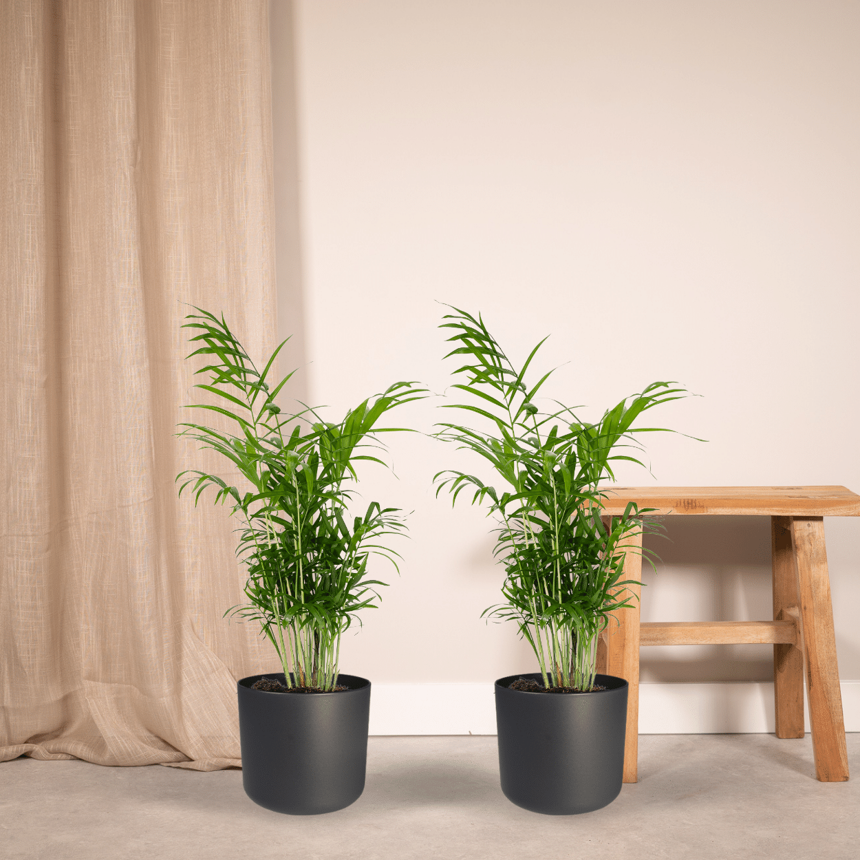 Chamaedorea Elegans (Mexikanische Bergpalme) - 2 Stücke - Pflanzfix24.de - Pflanzfix24.de