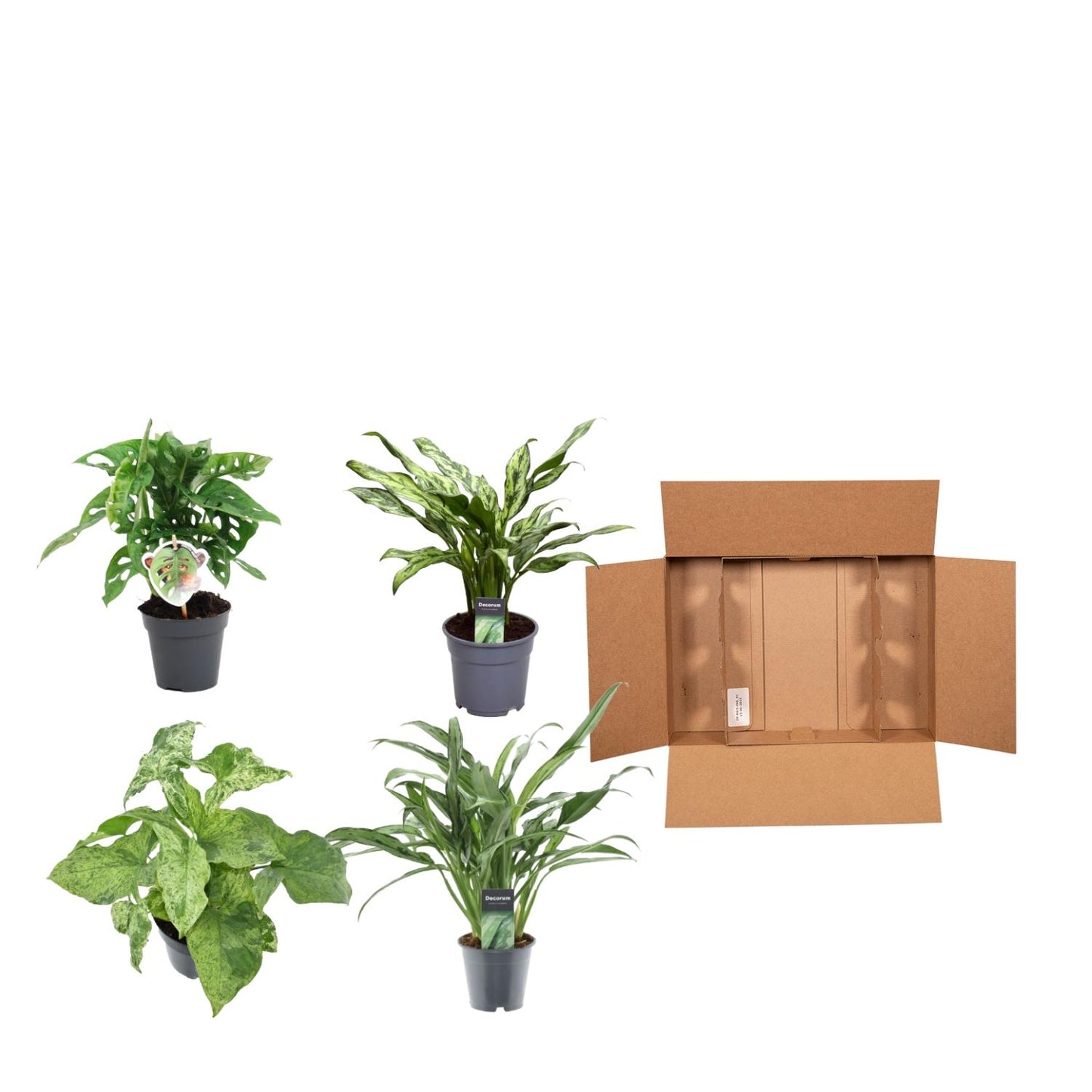 Groen Mix 4 Pflanzen - Monstera obliqua 'Monkey Leaf' - 25 cm - ø12 - Aglaonema Juliette - 40 cm - ø12 - Syngonium Mottled - 25 cm - ø12 - Aglaonema Cutlass - 40 cm - ø12 - Pflanzfix24