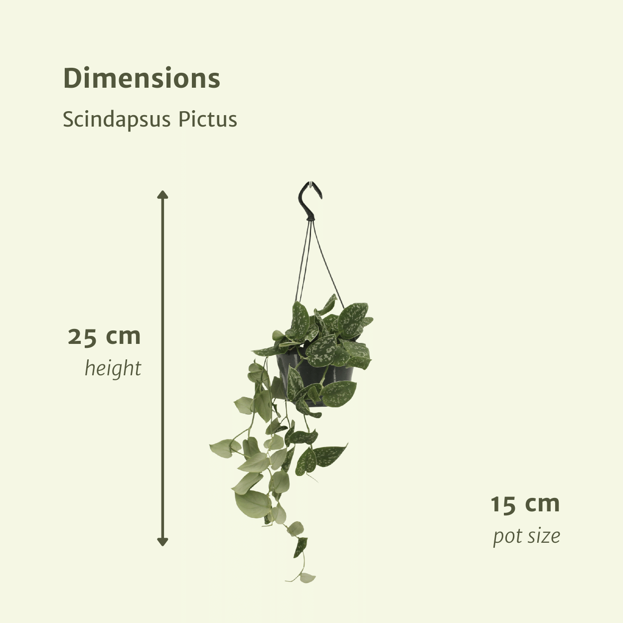 Scindapsus Pictus im 2er-Set – 15cm Topf – Pflanzfix24.de - Pflanzfix24.de