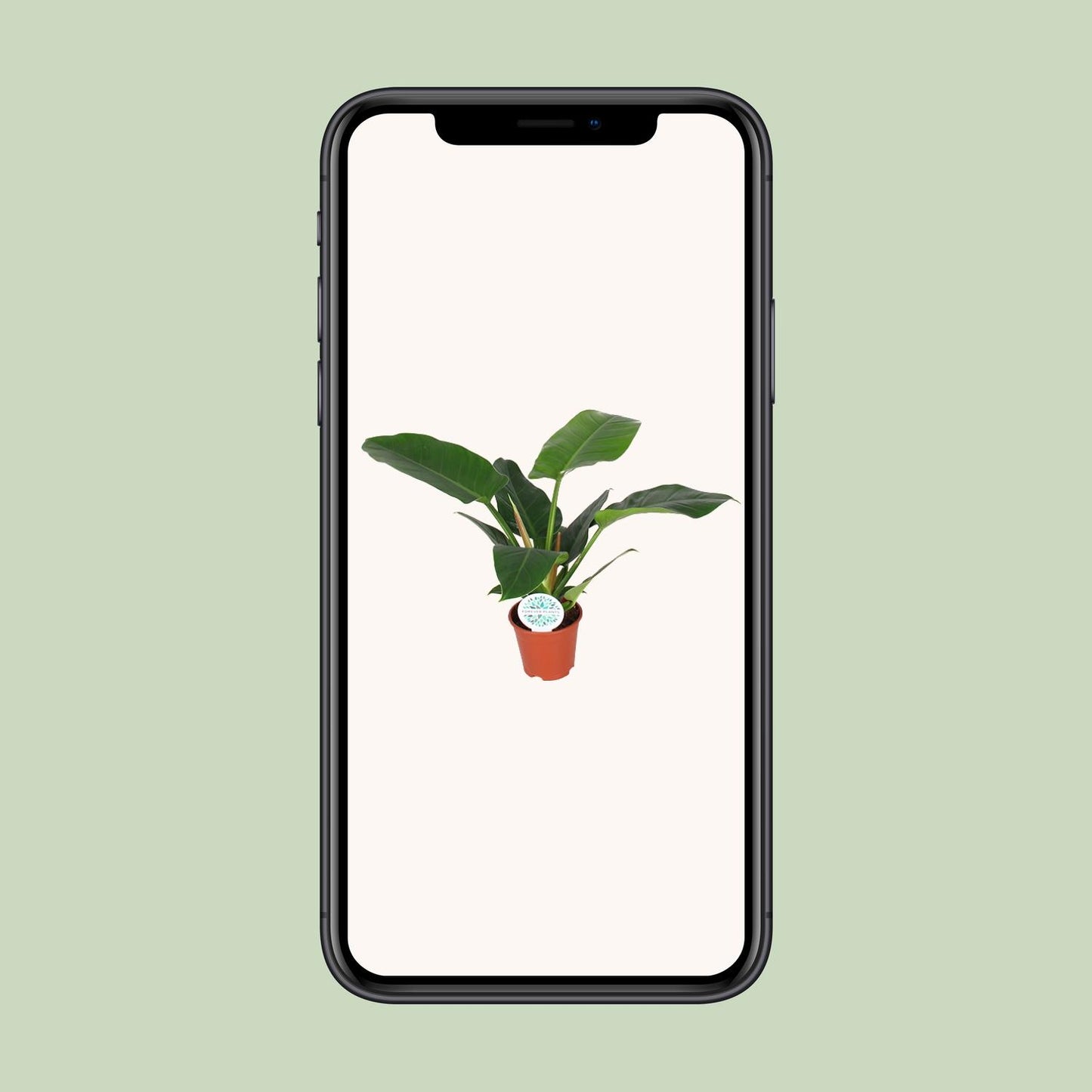 Philodendron Imperial Green - Ø17cm - ↕50cm - Pflanzfix24