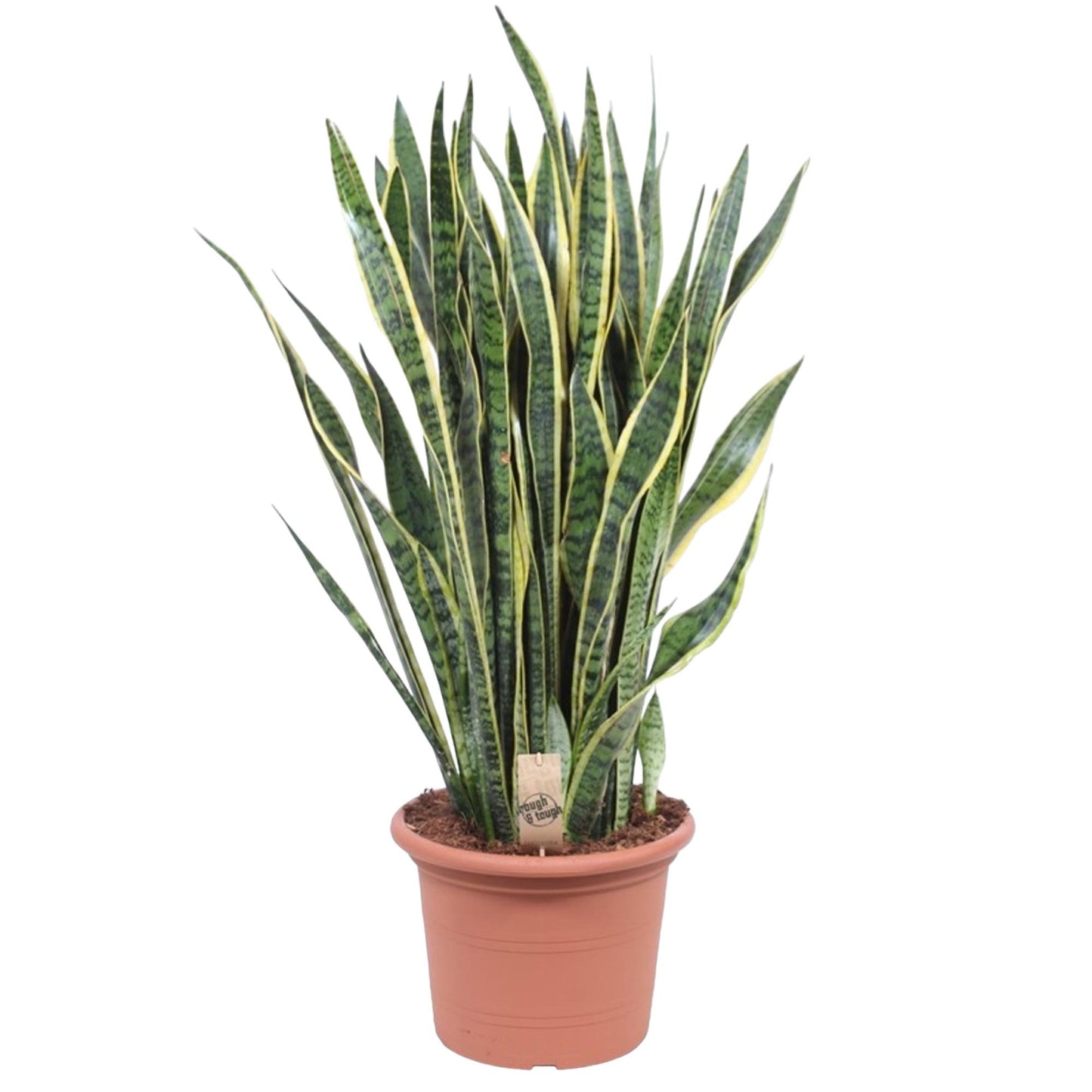 Sansevieria Laurentii Ø35cm 100cm – Schlangenpflanze | Pflanzfix24.de - Pflanzfix24.de