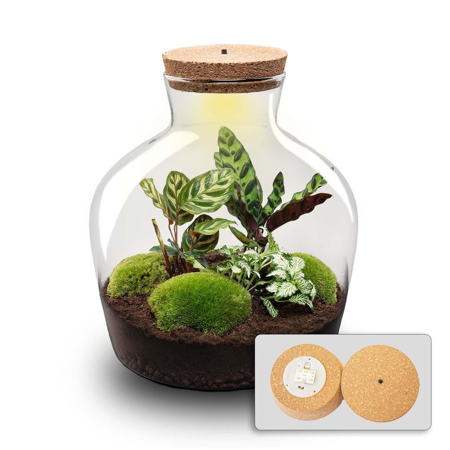 Terrarium Fat Joe mit LED – Pflanzfix24.de – Komplettset 30 cm - Pflanzfix24.de