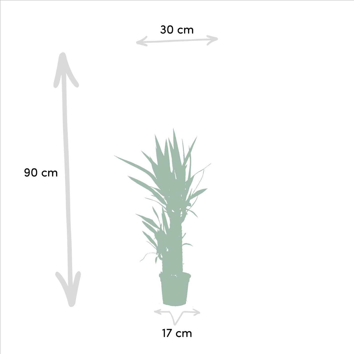 2x Yucca - ↨90cm - Ø17cm - Pflanzfix24.de - Pflanzfix24.de