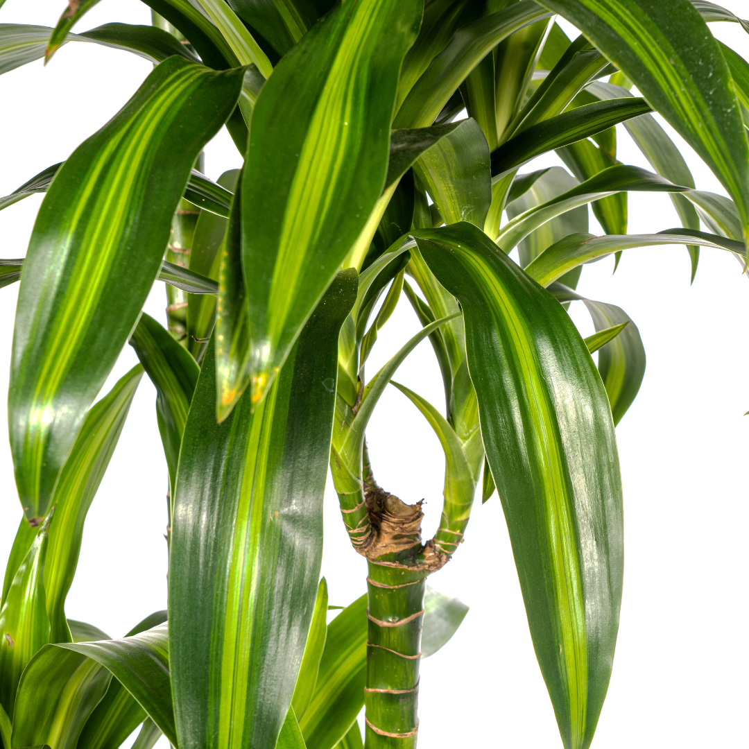 Dracaena Deremensis Hawaiian Sunshine Ø27cm – 170-190cm | Pflanzfix24