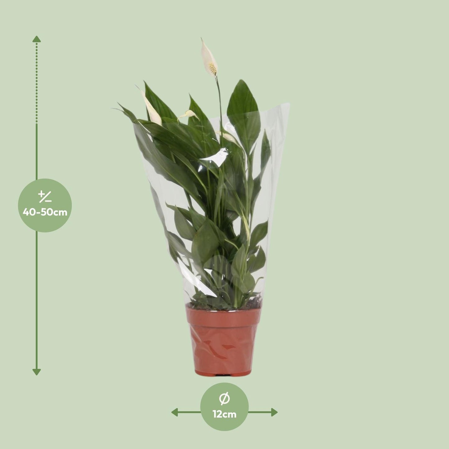 Spathiphyllum Alana - Ø12cm - ↕45cm bei Pflanzfix24