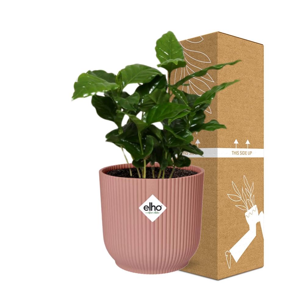 Arabica-Kaffee Pflanze in ELHO Vibes Fold 14cm - Pflanzfix24